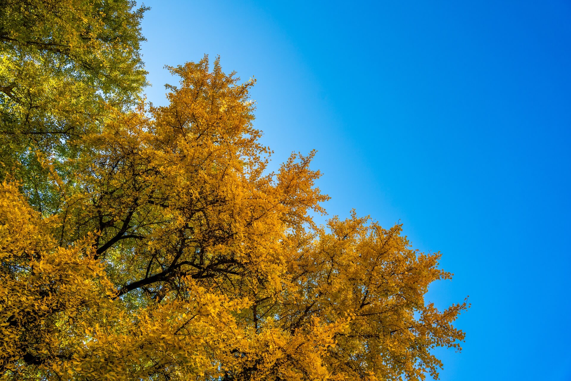 Ginko_u_jesen-25_1.jpg