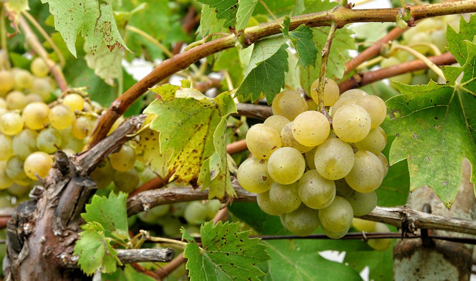 Martinje